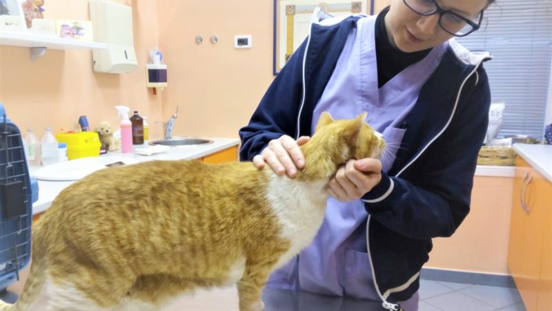 Le malattie gastroenteriche del gatto