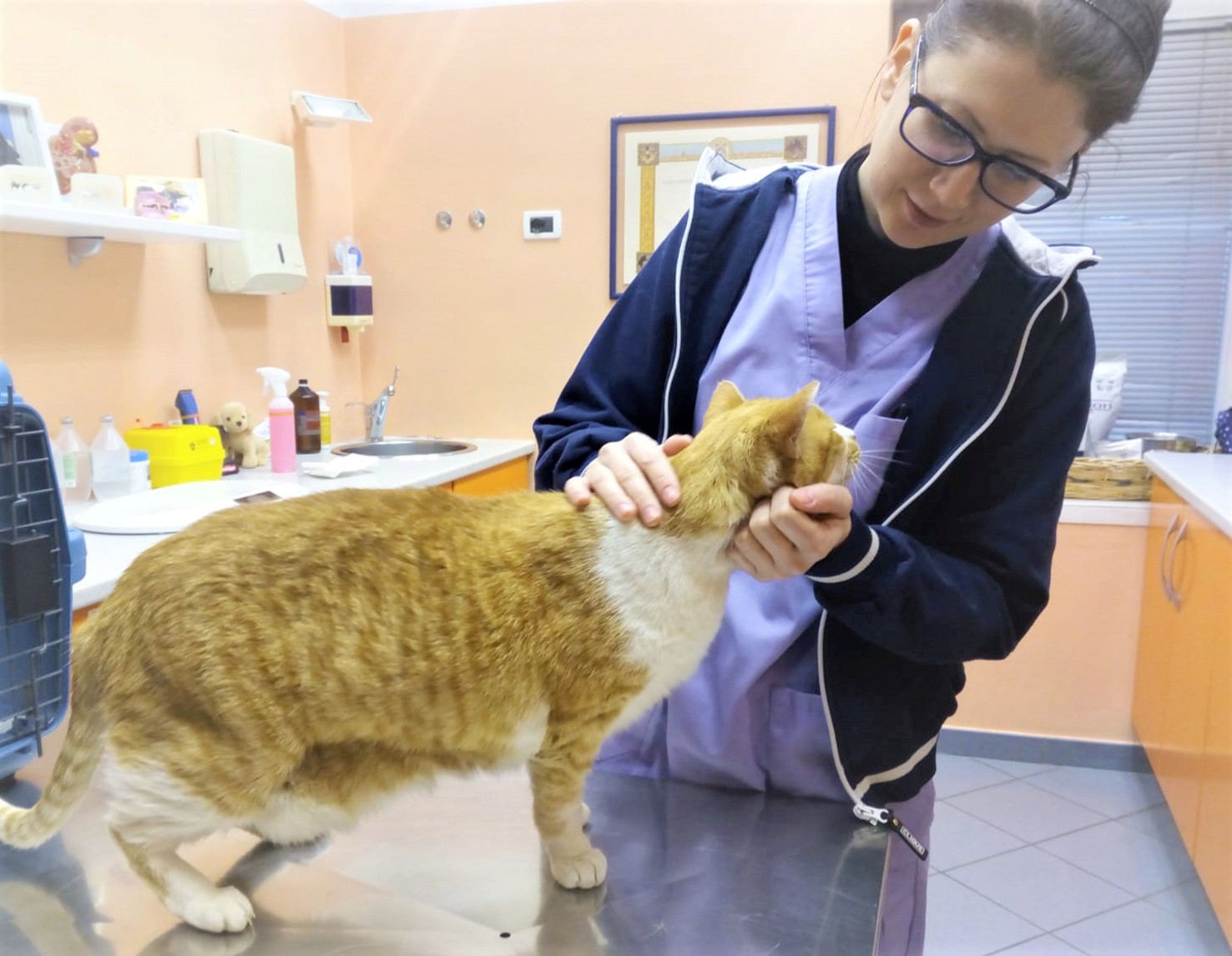 Le malattie gastroenteriche del gatto