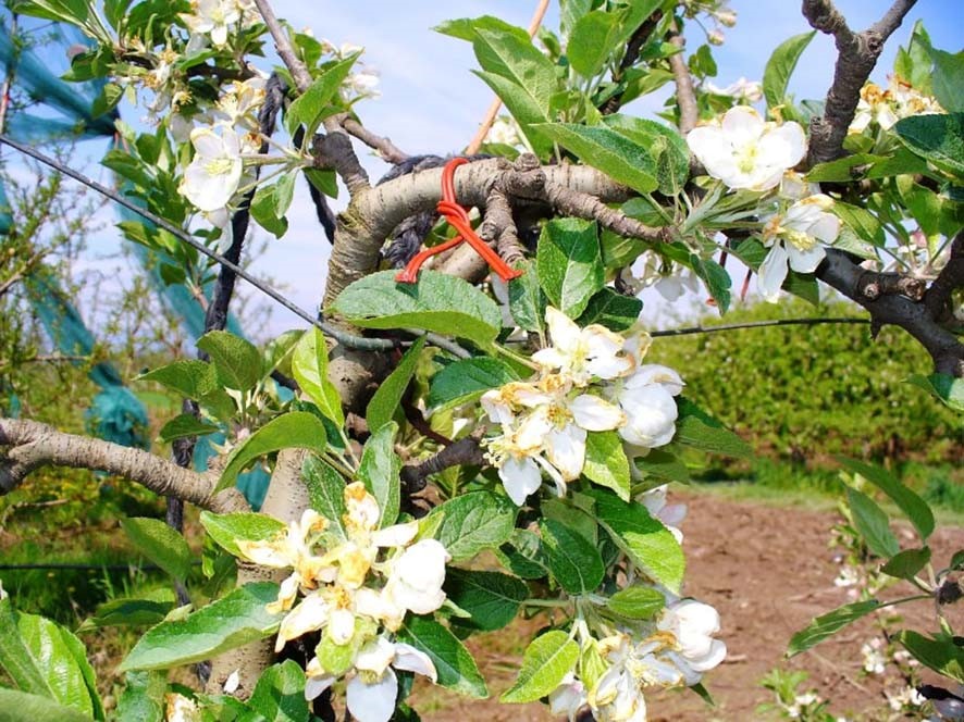 Frutticoltura: fitofarmaci in calo?