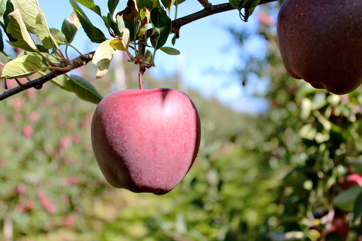 Prodotti agricoli e sicurezza alimentare