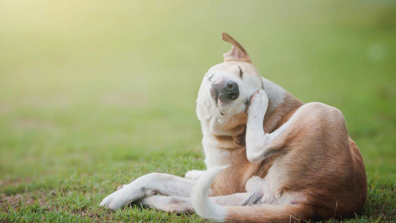 Dermatite atopica del cane